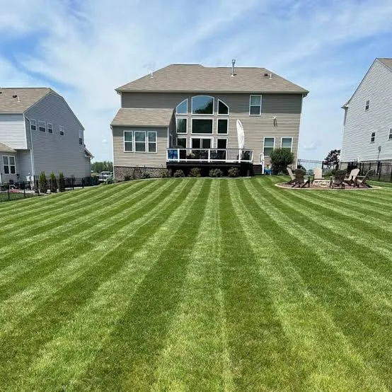 Lush, well-maintained drought-tolerant lawn